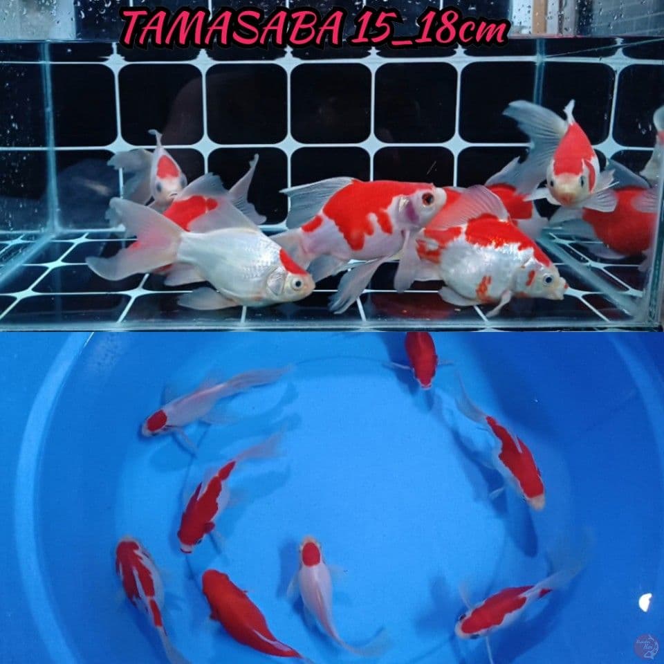 SUPER QUALITY TAMASABA LONGTAIL 15_18CM 7EKOR BONUS 1EKOR