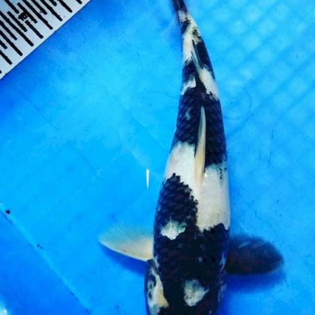 Siro jantan 29 cm