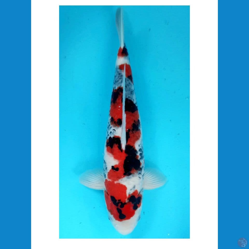 INAZUMA SHOWA CLASS TATHEGOI ORYGINAL 45CM SQ