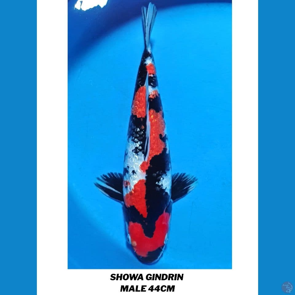 SQ SHOWA GINDRIN MALE ORYGINAL GINDRIN CAKEP 44cm