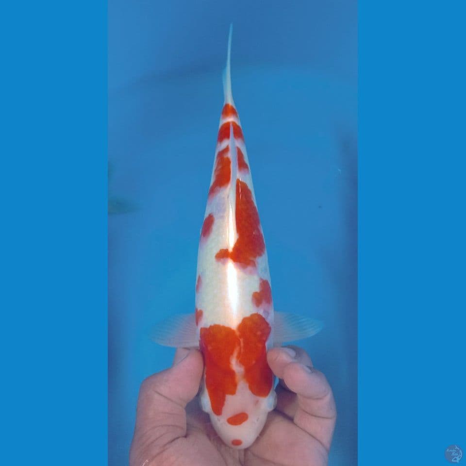KOHAKU 30CM