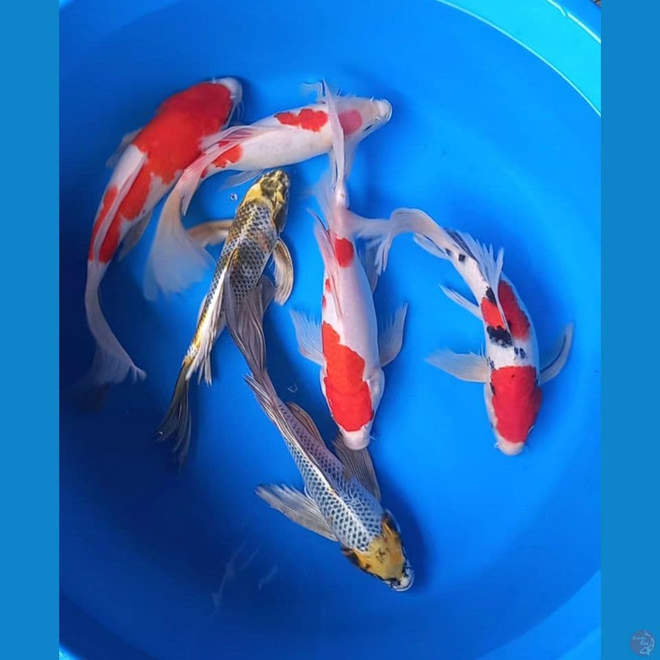 MIX KUMPAI 6 EKOR 29-33CM