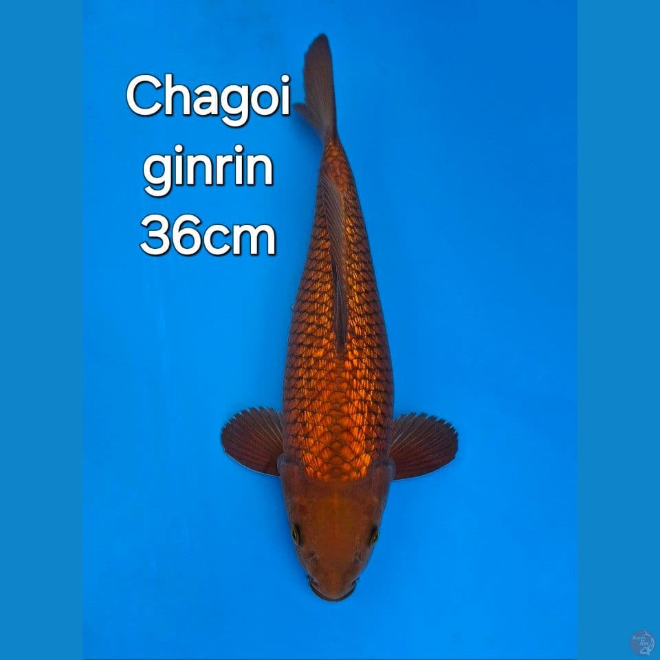 CHAGOI GINRIN 36CM