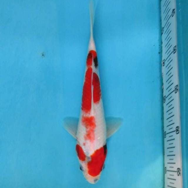 Showa 25cm