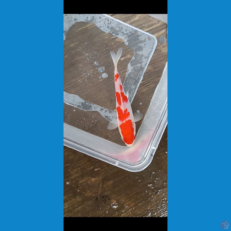 Ready show Kohaku 15 cm