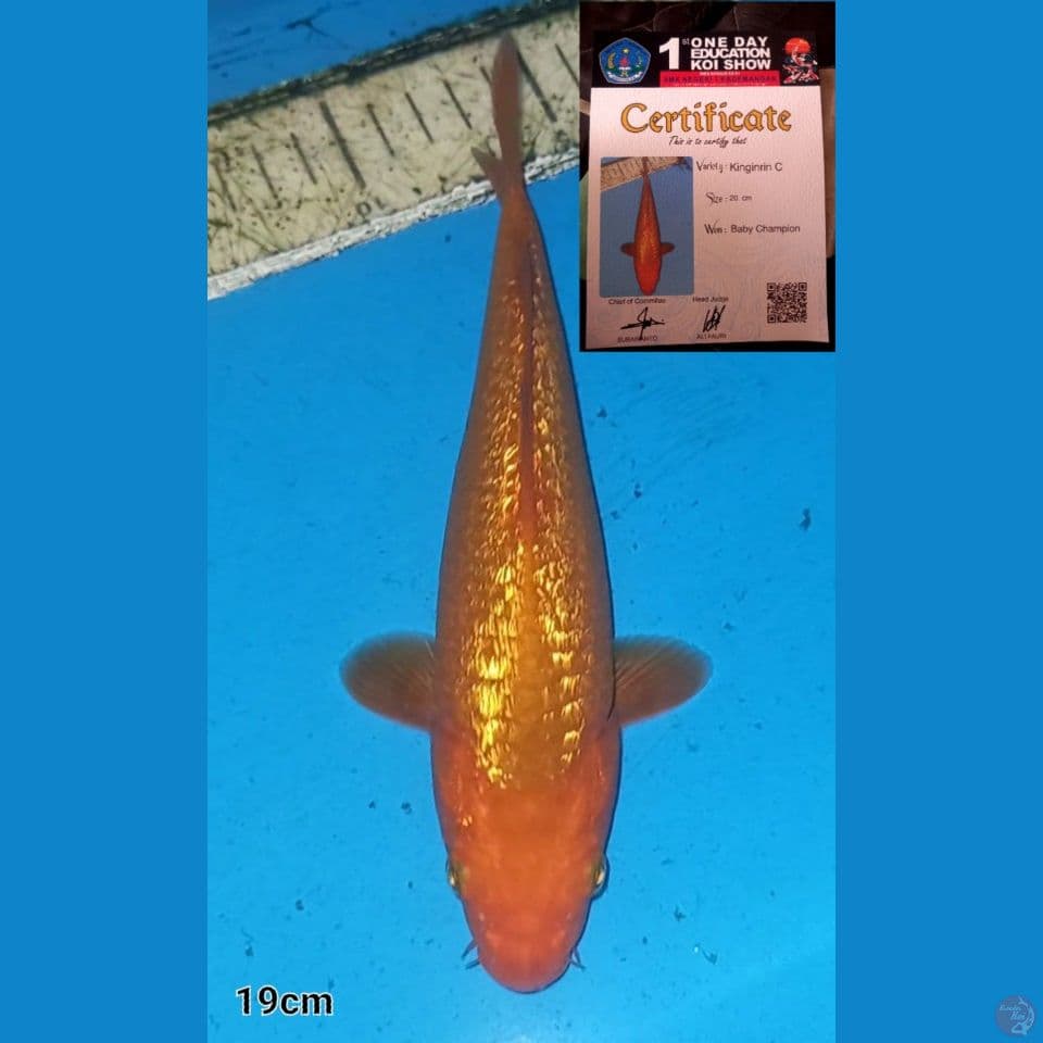 CARAMEL GINRIN 19CM