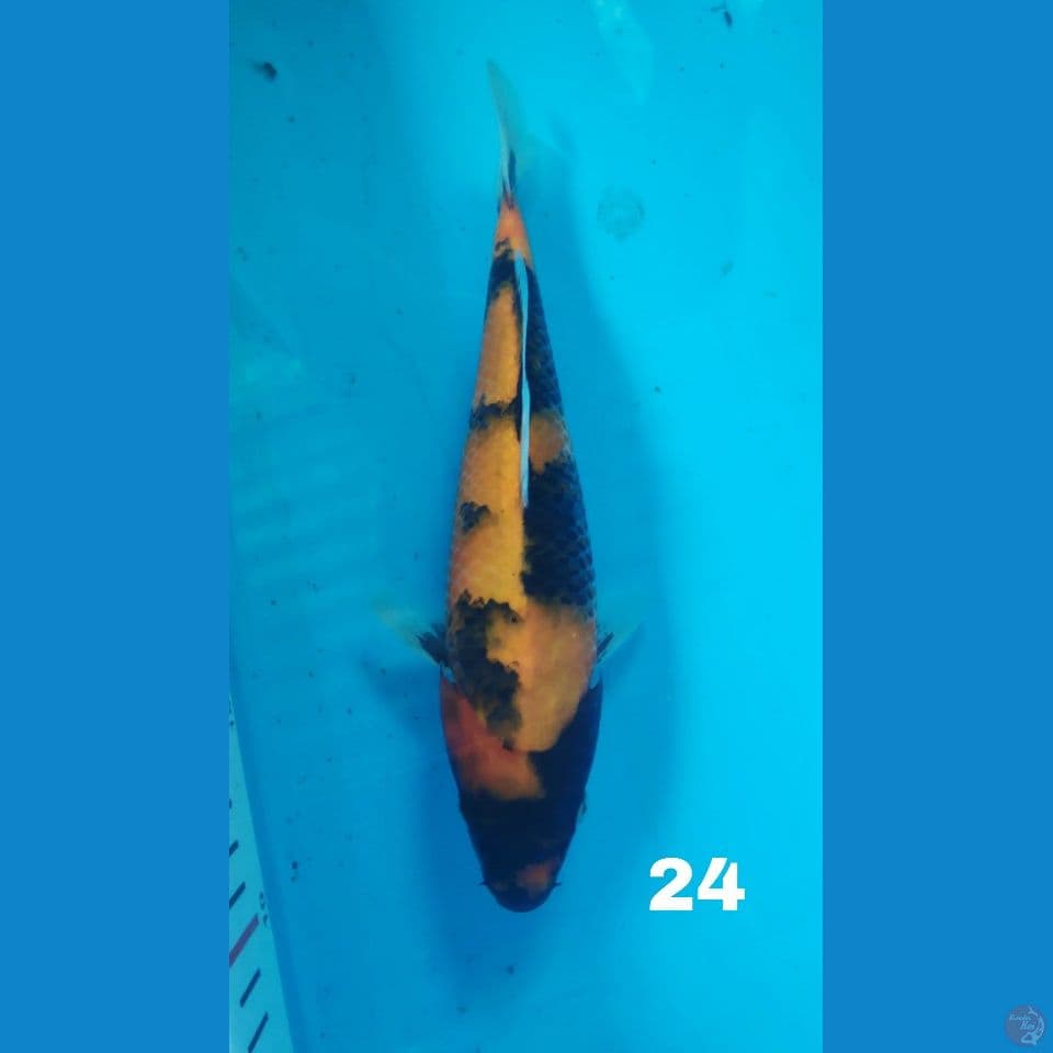 showa 24cm