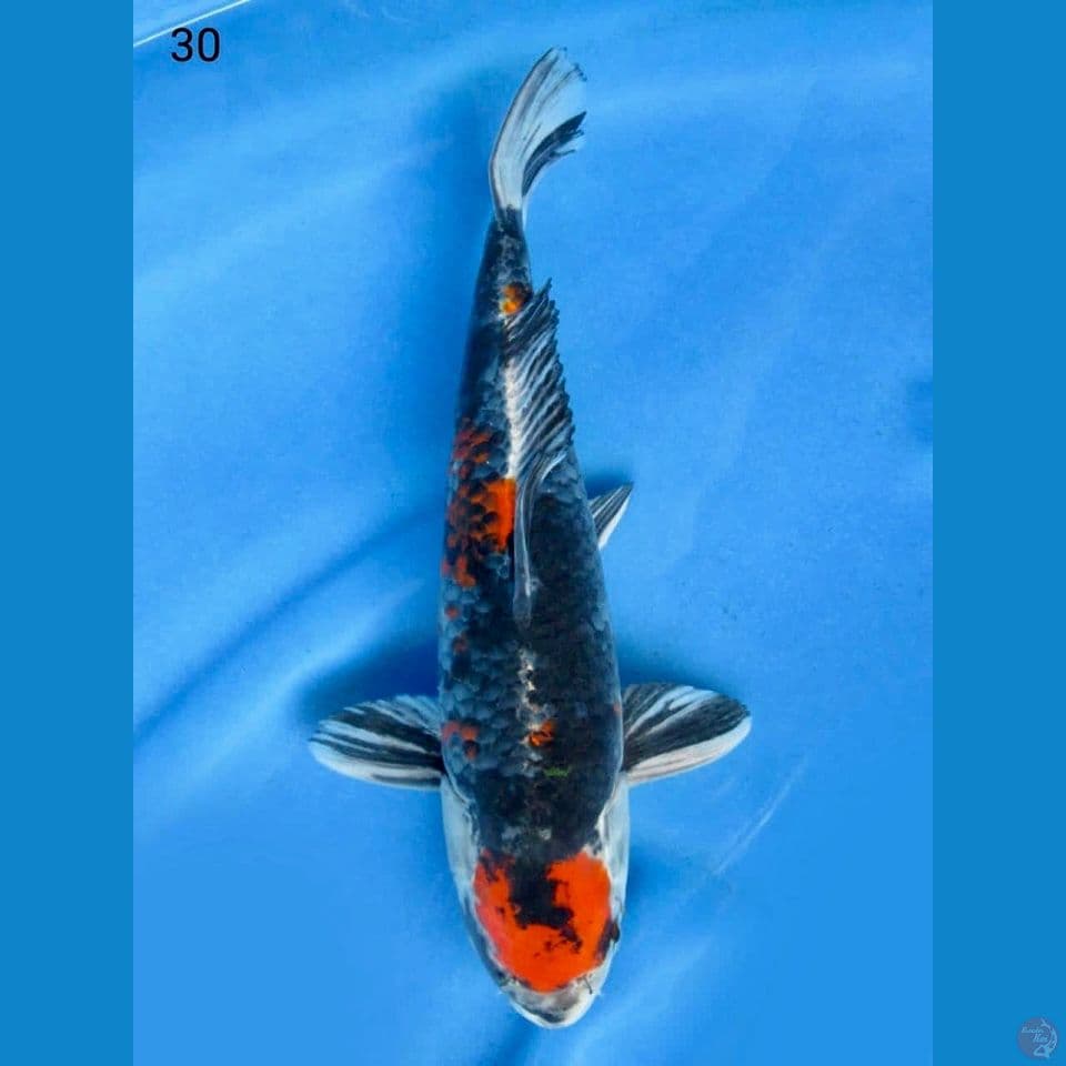 30cm - Kage Showa