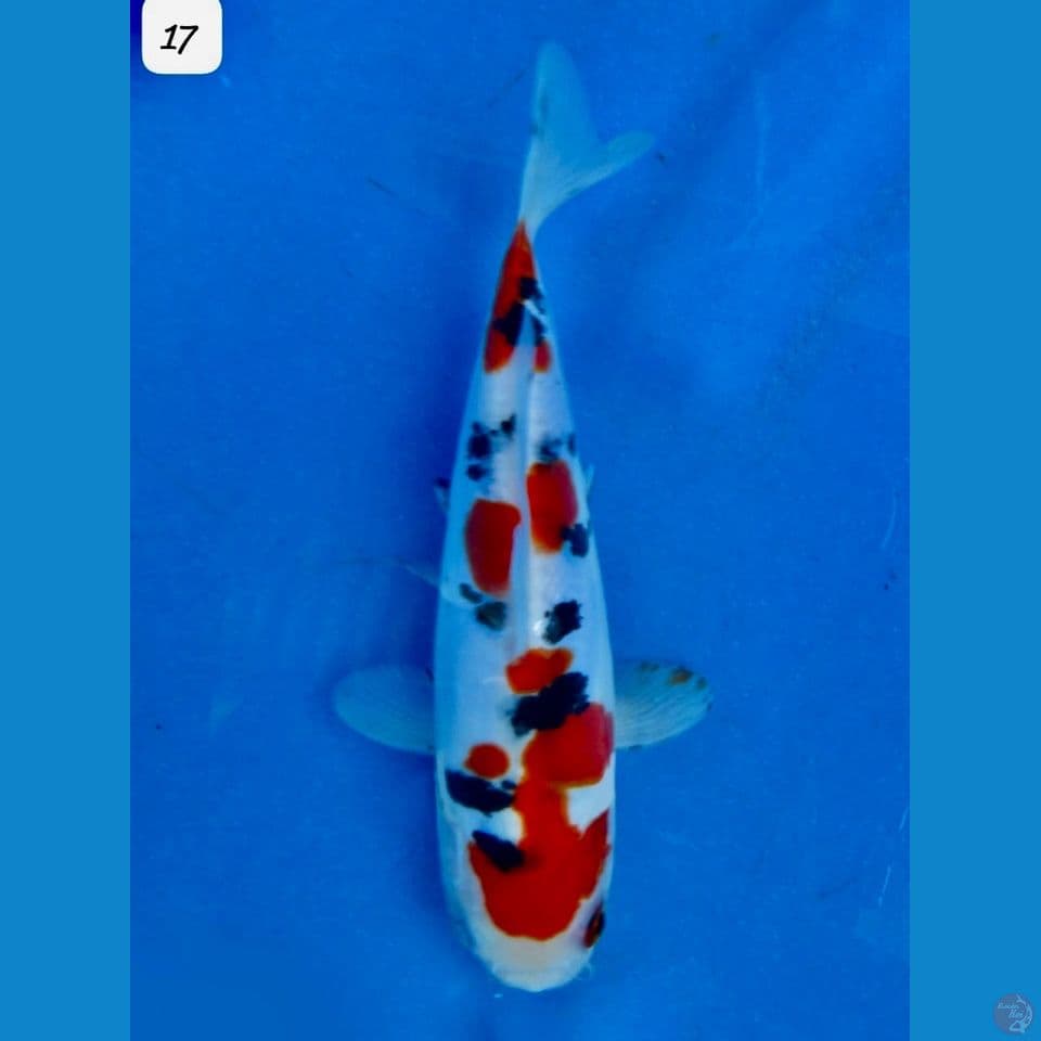 17cm - Sanke Doitsu SQ