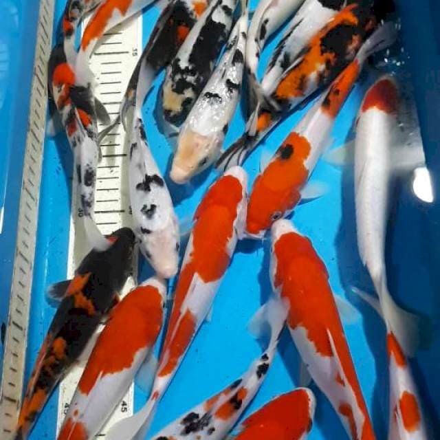 MIX KOI 19 SAMPAI 21 CM
