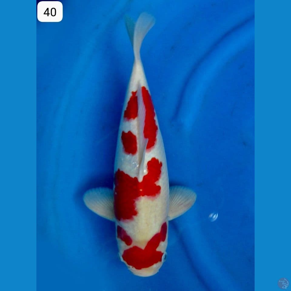 40cm - Kohaku Akf
