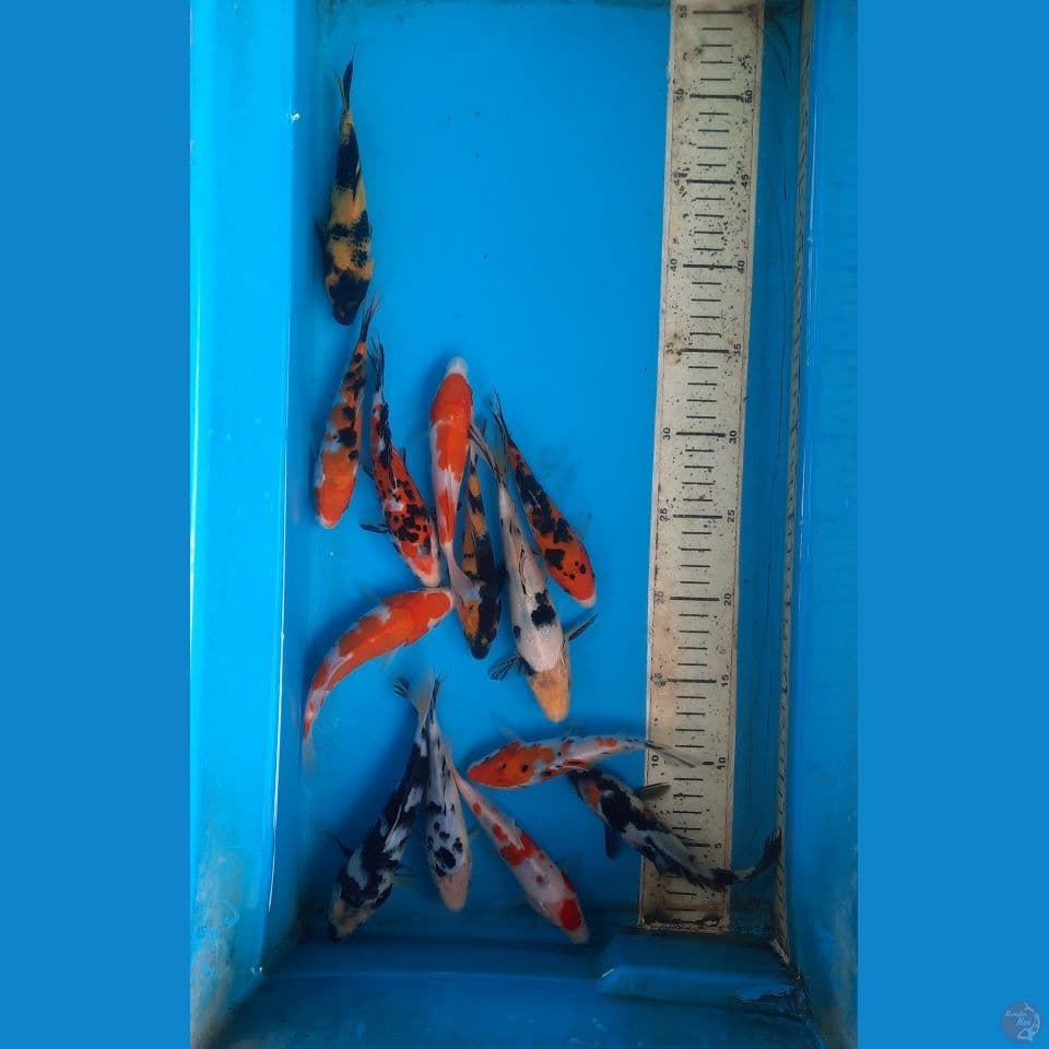 mix koi