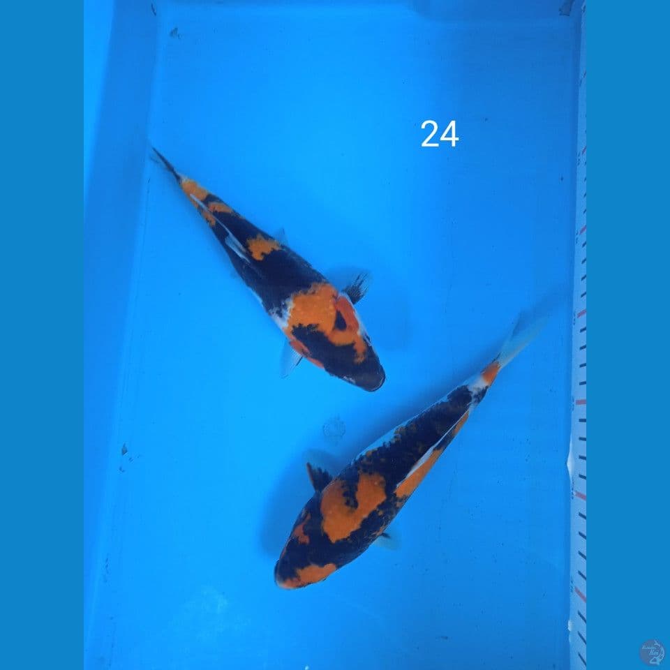 showa 24cm