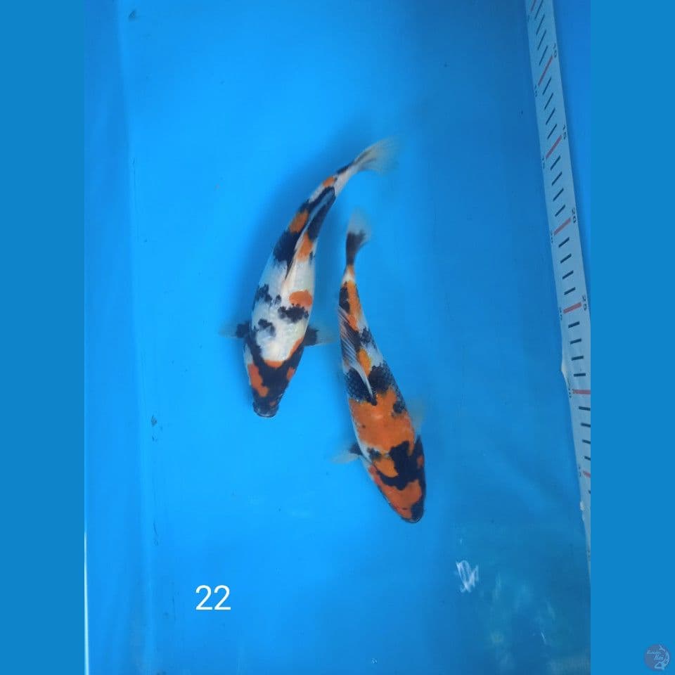 showa 22cm