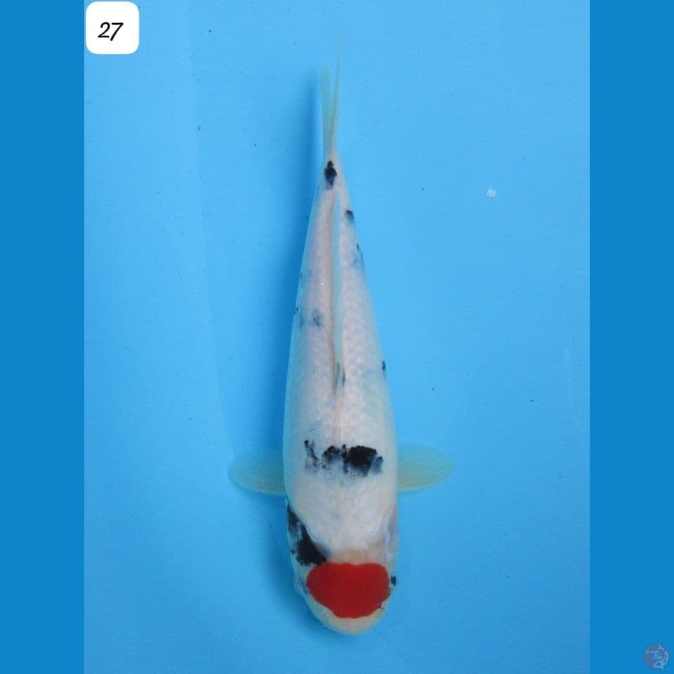 27cm - Tancho