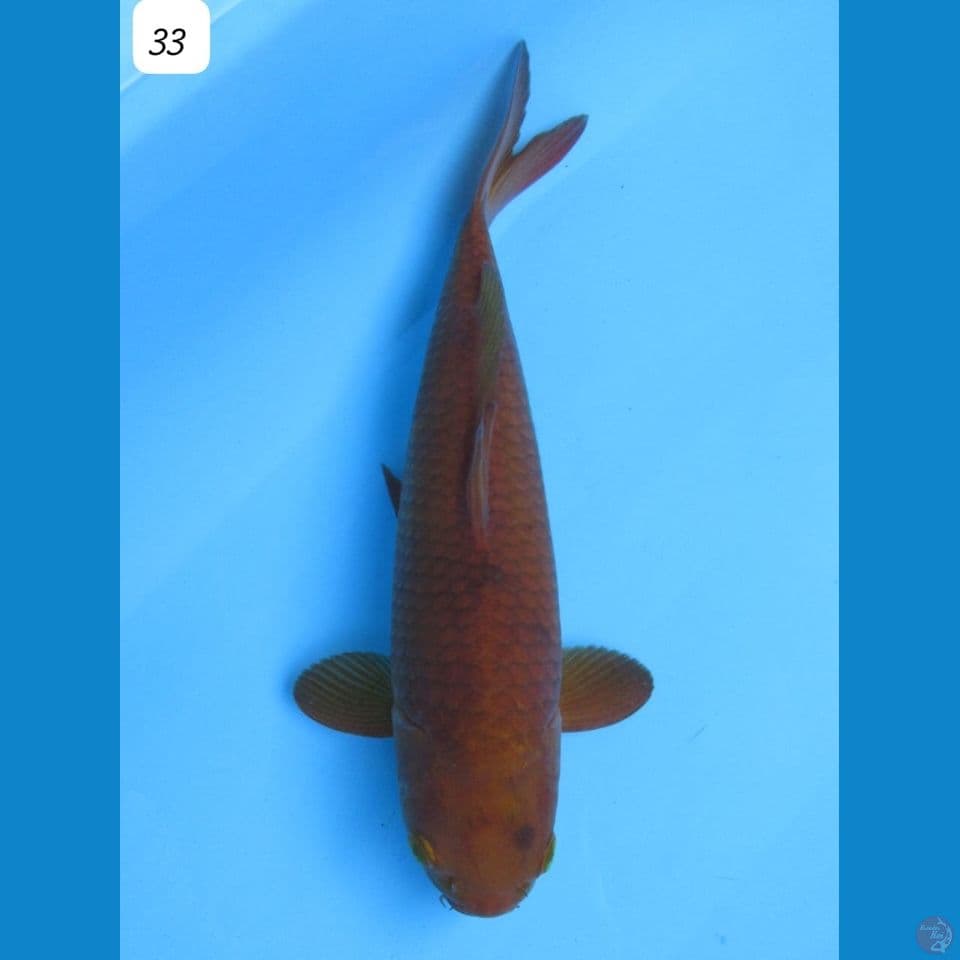 33cm - Chagoi