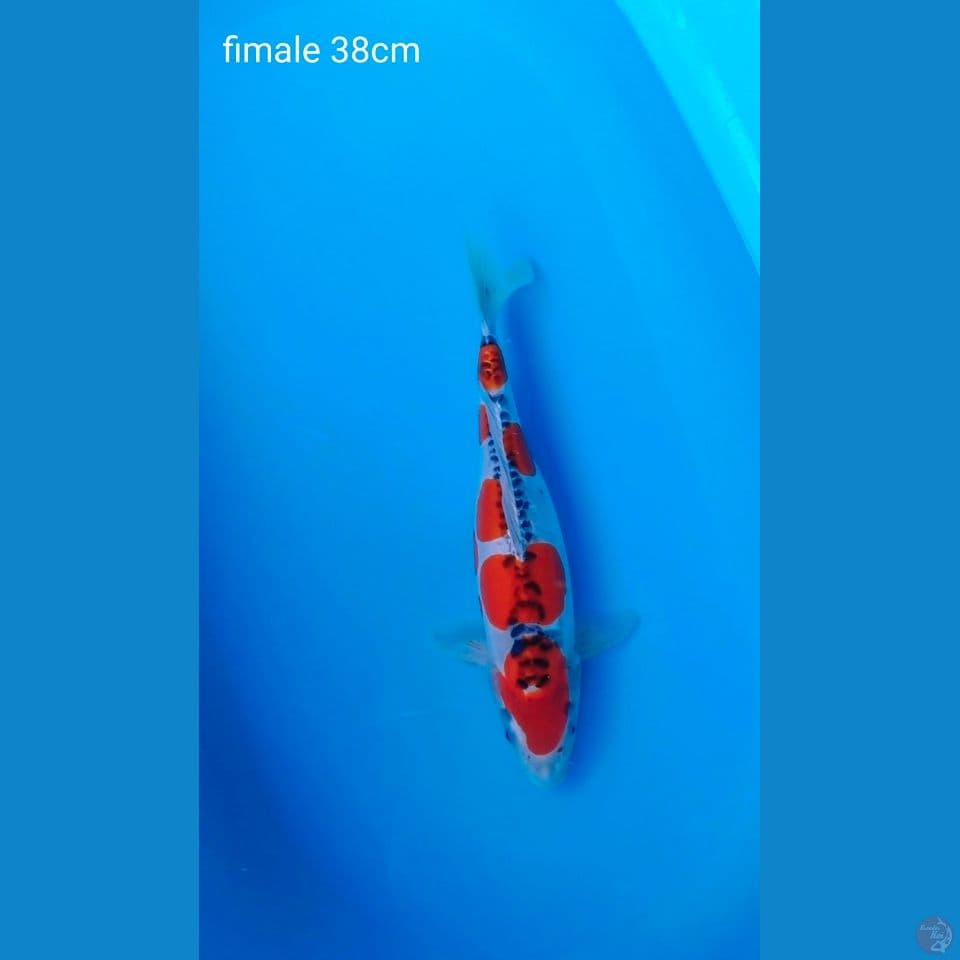 fimale 38cm