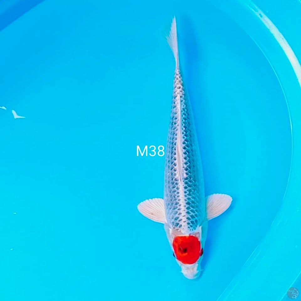 male 38cm