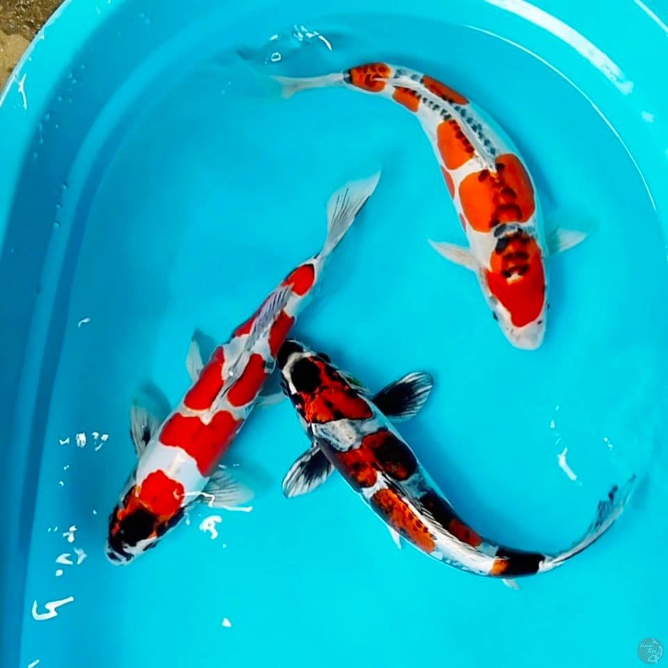 benikikokuryu 38cm