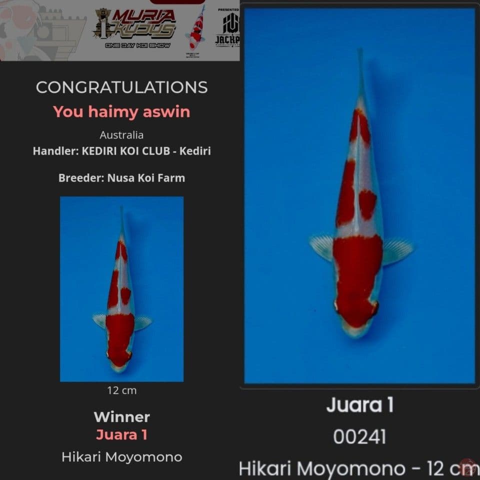 Kohaku hikari