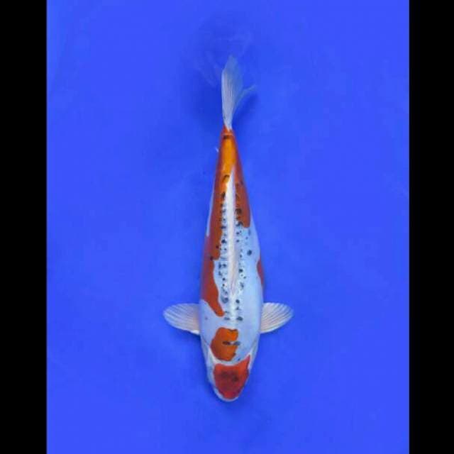 Maruten Beni Kinkikoryu SQ - 35cm Female
