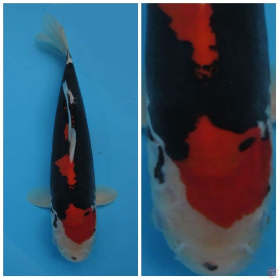 Kumonryu F1 marusai bahan keep 30cm male