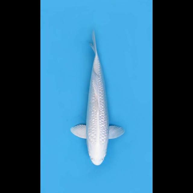 42cm Male - Jumbo Platinum Full Ginrin