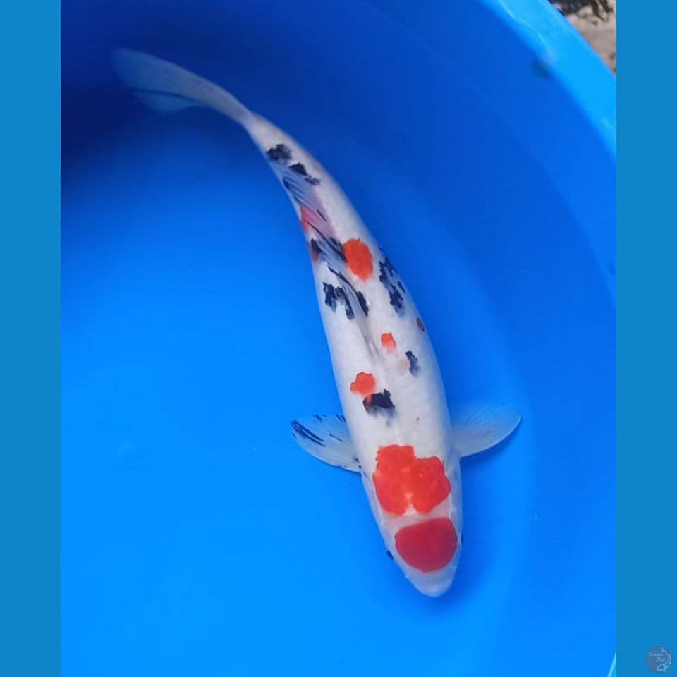 MARUTEN SANKE 38CM