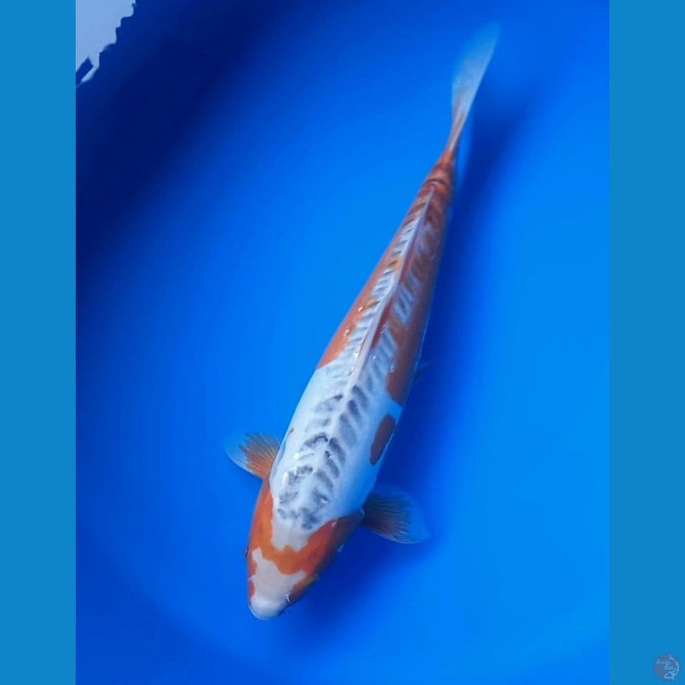 HANA SHUSUI 38CM