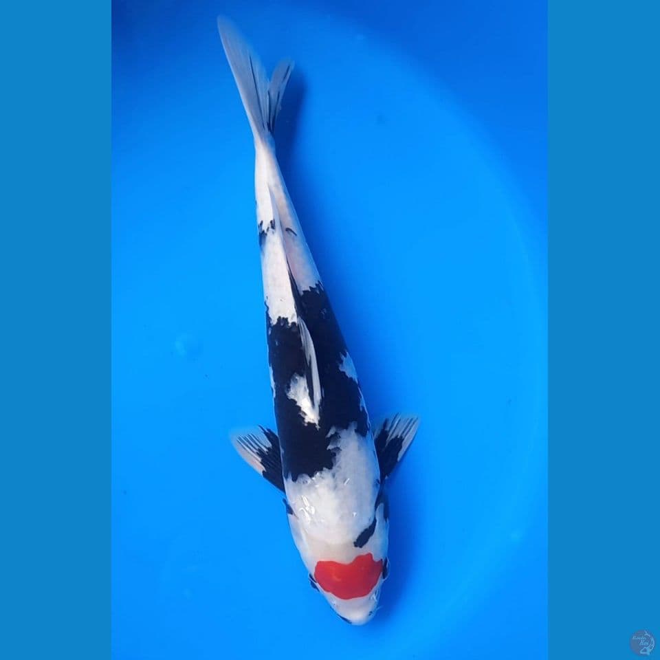 TANCHO SHOWA TATEGOI 38CM