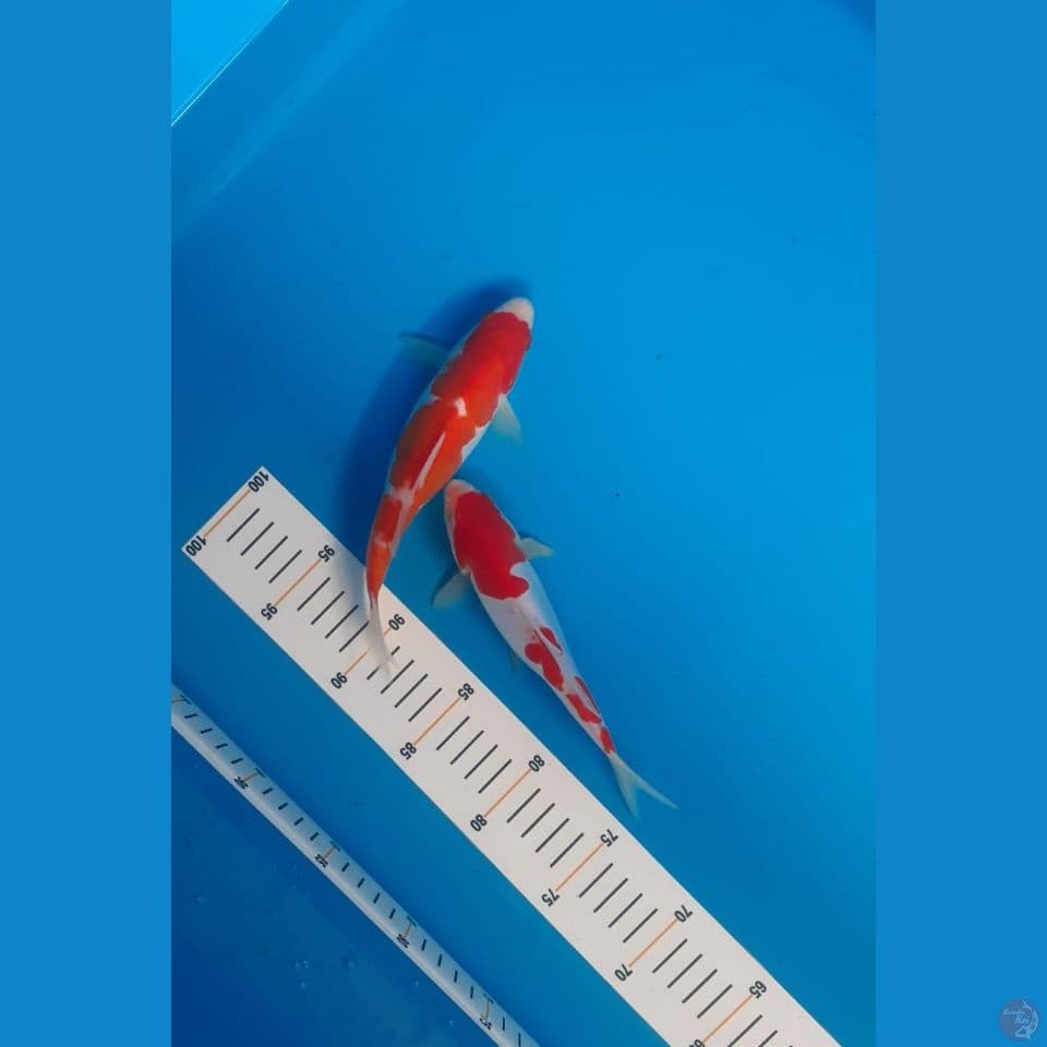 kohaku doit 20 21cm SEPASANG