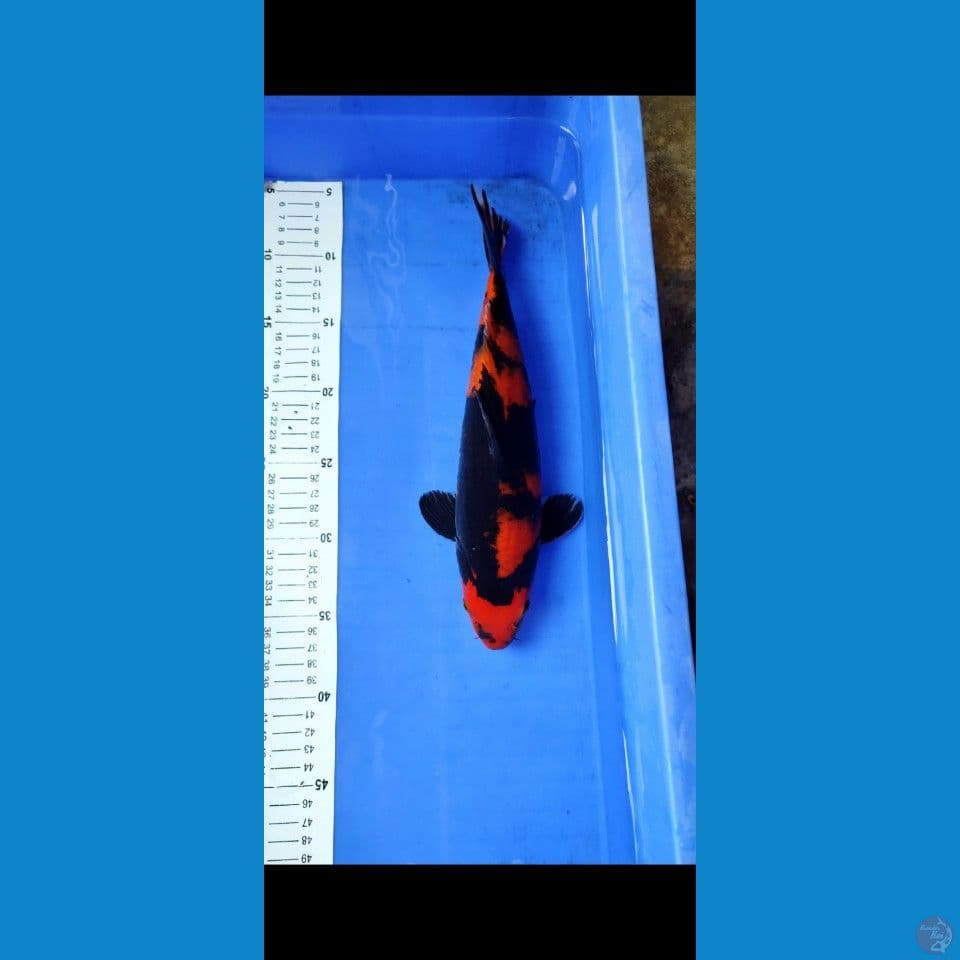Sq hiutsuri 30cm jantan tembus