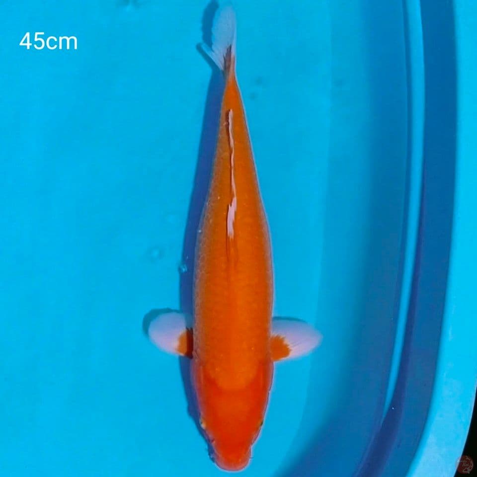 akahajiro 45cm muening