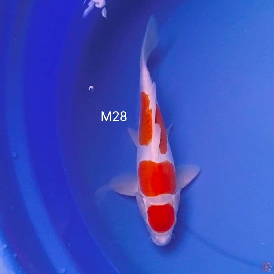 pure doit male 38cm