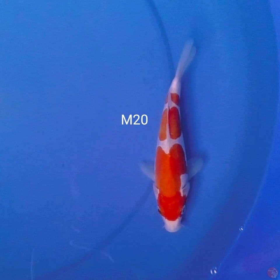 sq pure doit male 20cm