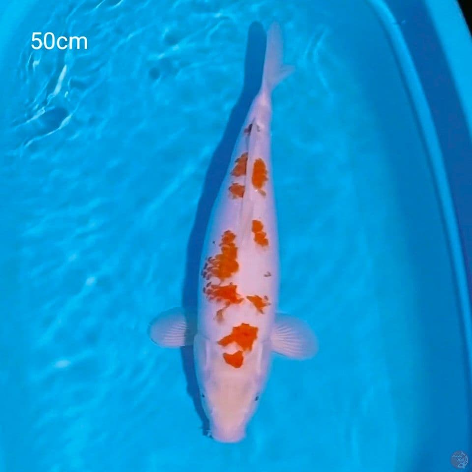 sakura kohaku 50cm