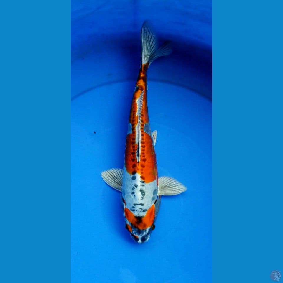kiko 30 cm male
