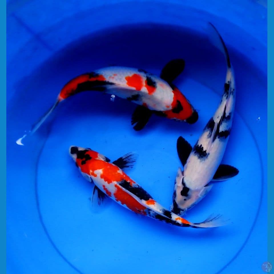 mix hemat 25-27 cm