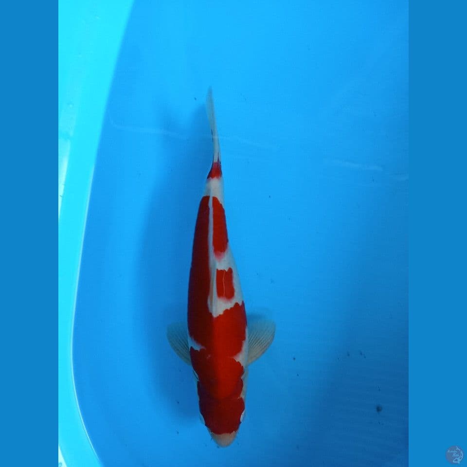 kohaku 35cm jamtan punok