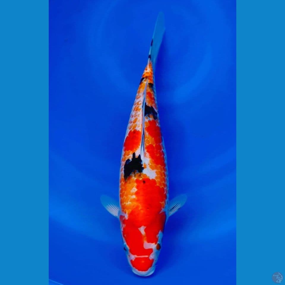 Sanke Kanono 35cm Male