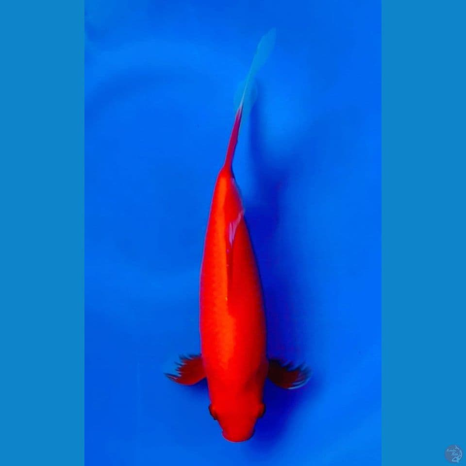 komet slayer 25cm male