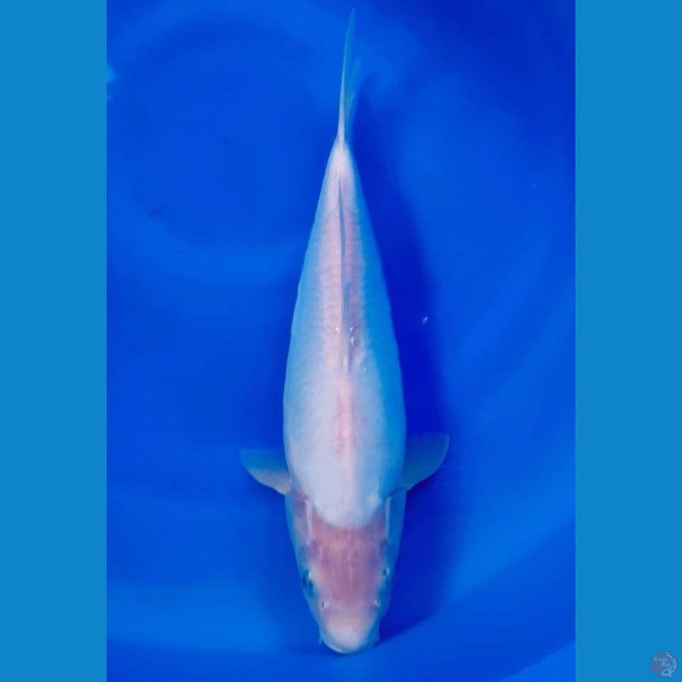 shiromuji 35cm Female