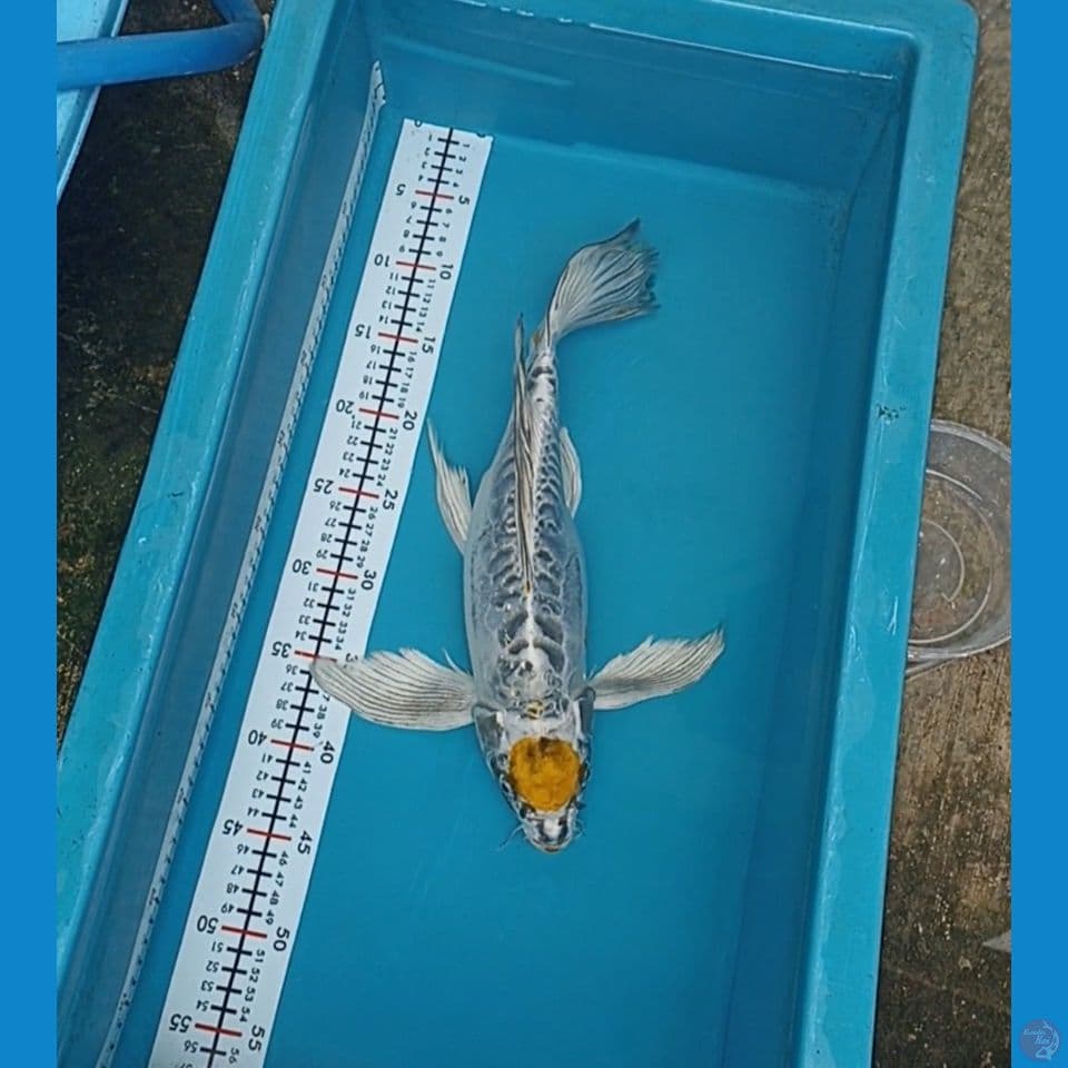 tanco kiko 40 cm