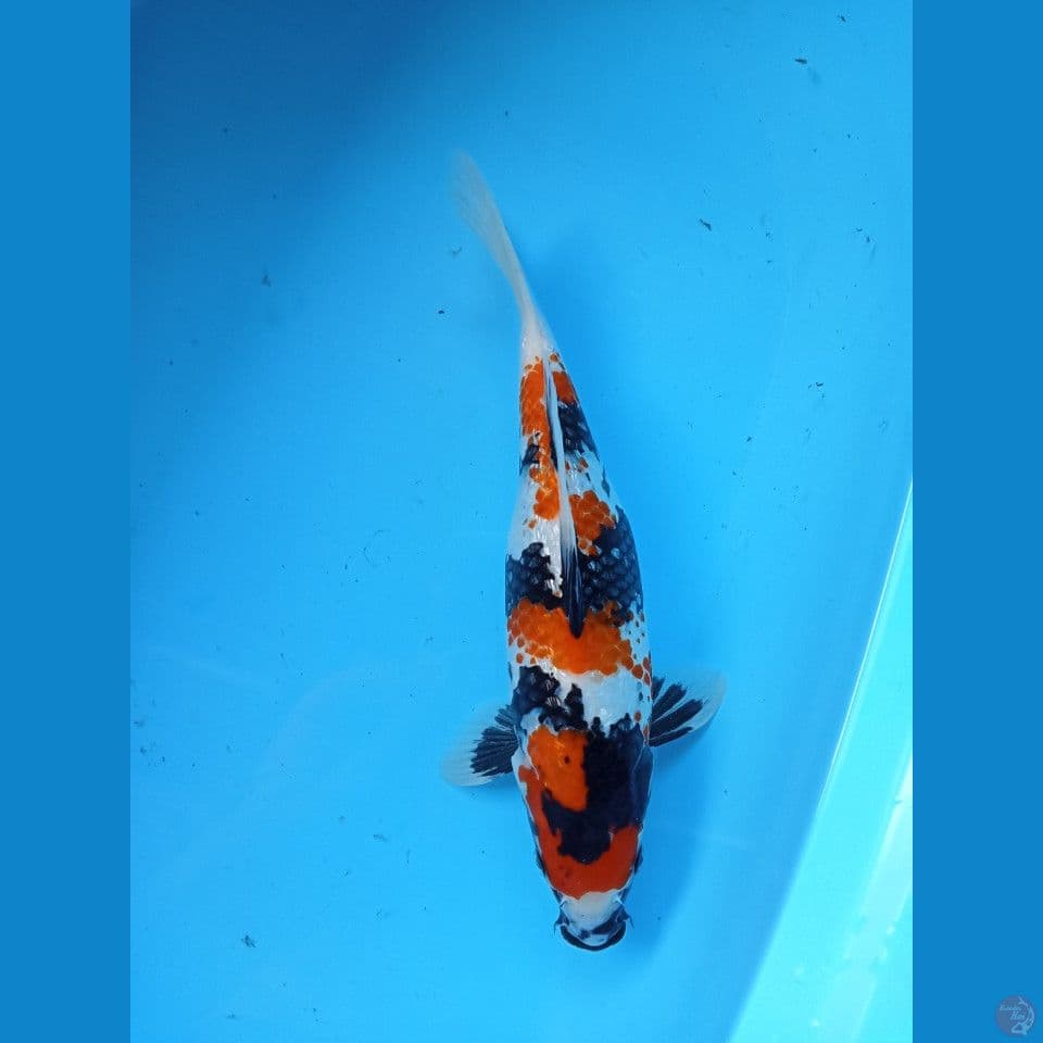 showa 32cm
