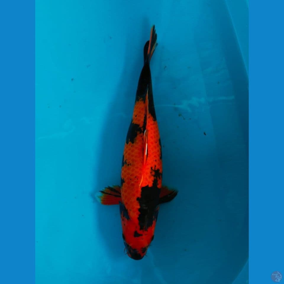 utsuri 38cm
