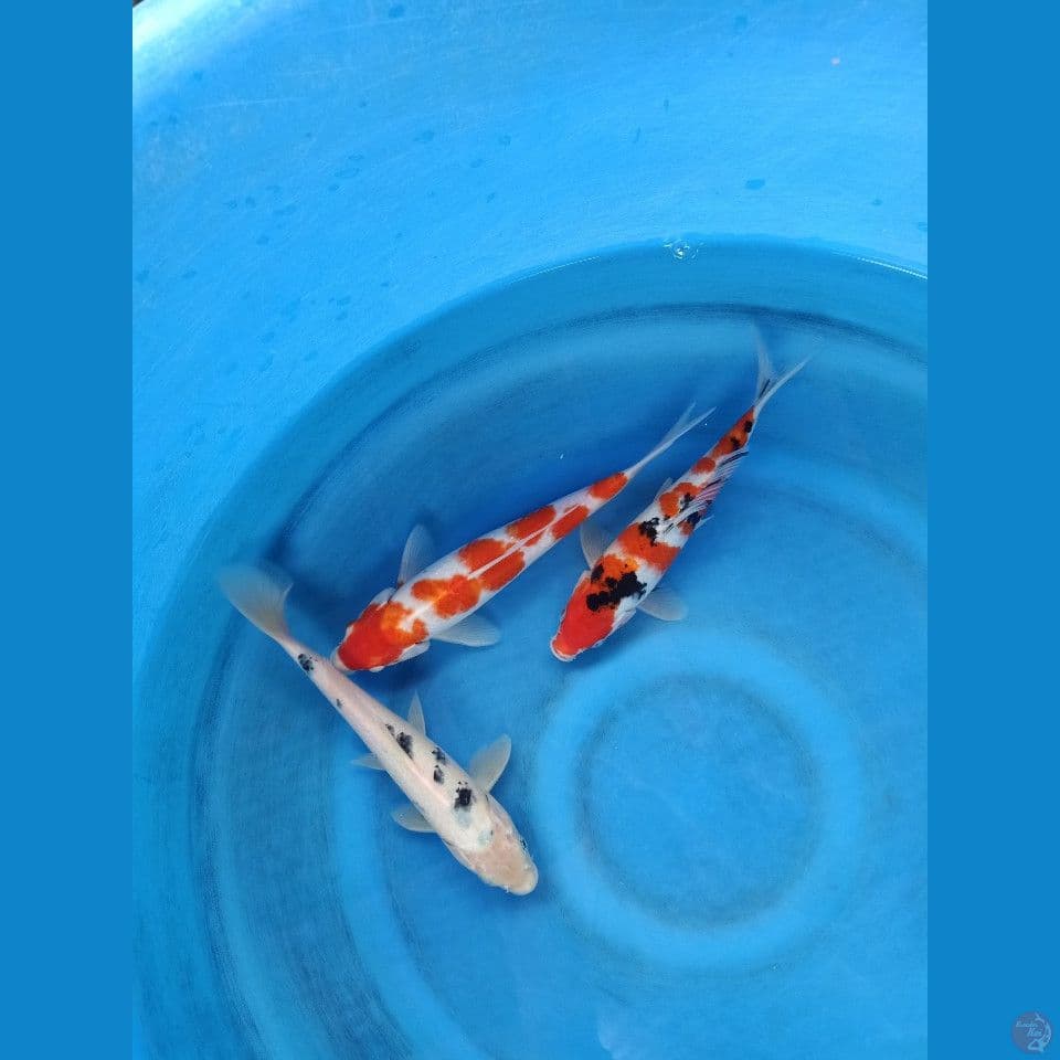 25-28cm