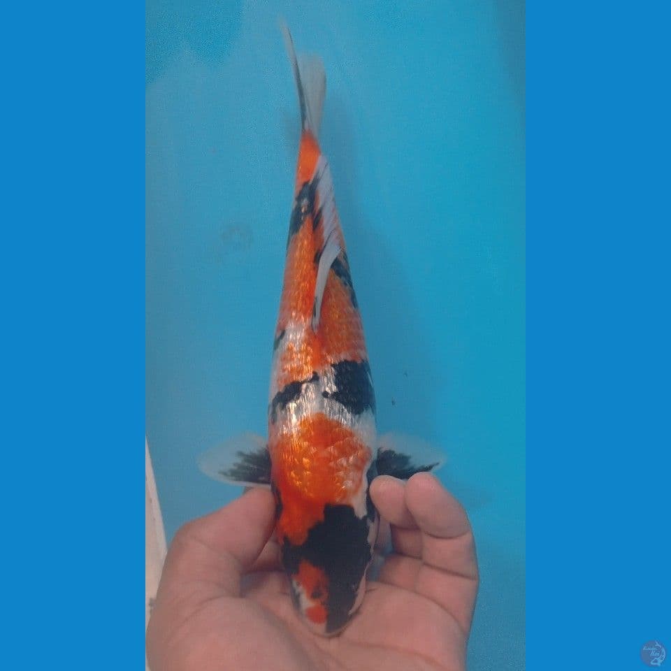 GINRIN 26CM