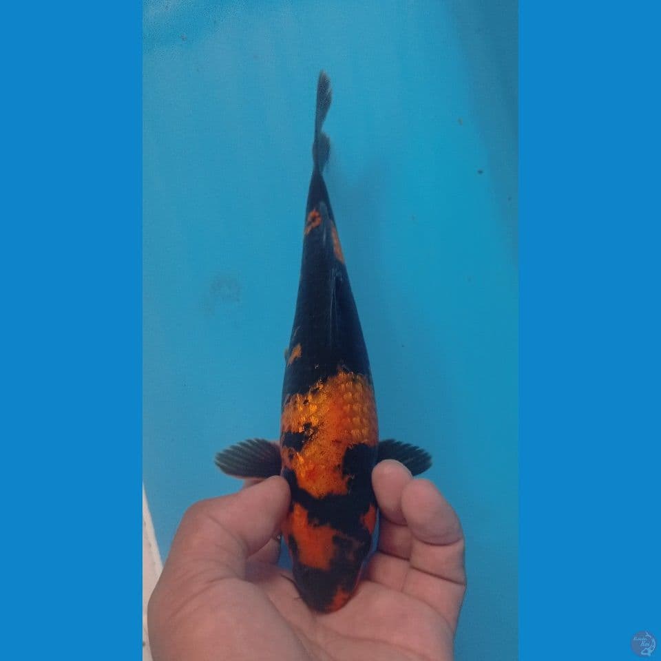 UTSURI GINRIN 23CM