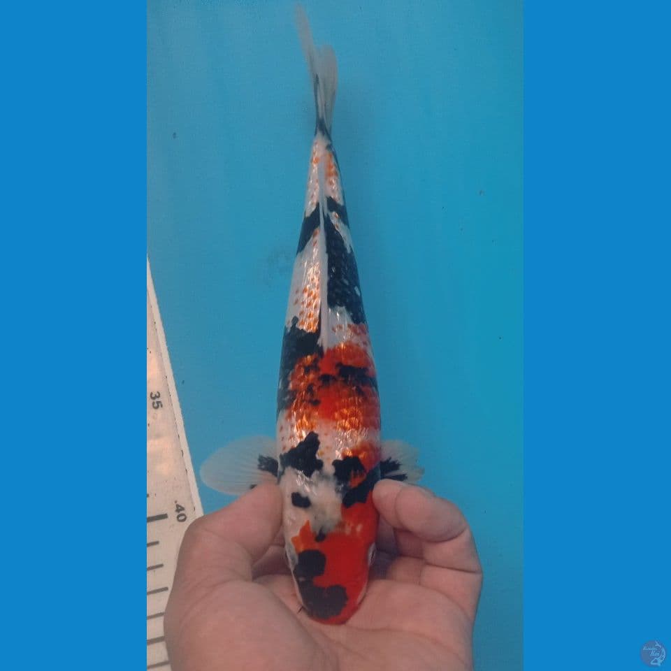 KANOKO 25CM