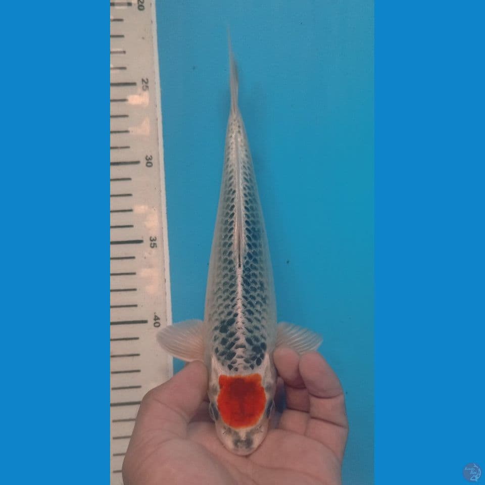 TANCHO 25CM